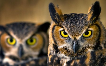 Die Eule im Traum: Zwischen Unheil, Warnung, Diebstahl und Weisheit