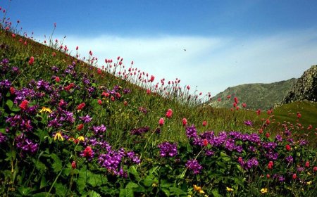 Pflanzen im Traum sehen: Wohlstand, Heilung und Ansehen – eine umfassende Deutung