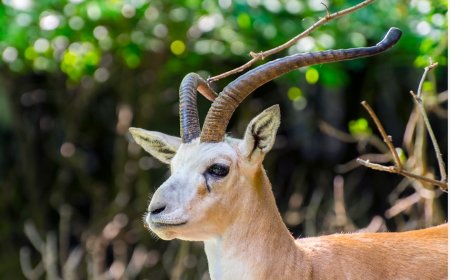Was bedeutet es, von einer Gazelle zu träumen? Liebe, Gewinn, Worte und Prüfungen