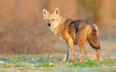 Was bedeutet ein Schakal im Traum? Warnsignale, Rivalen und verborgene Chancen