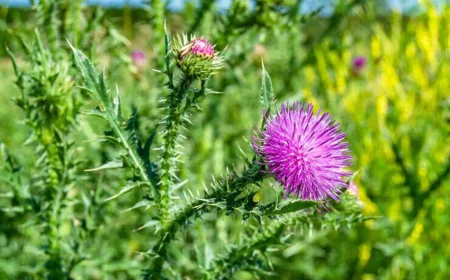 Distel im Traum sehen: Umfassende islamische Traumdeutung