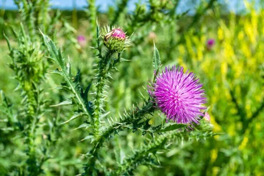 Distel im Traum sehen: Umfassende islamische Traumdeutung